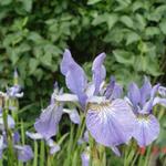 Iris sibirica 'Blue King' - Siberische lis