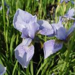 Siberische lis - Iris sibirica 'Perry's Blue'