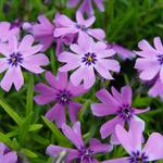 Phlox subulata 'Purple Beauty' - Kruipphlox