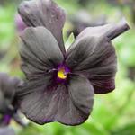 Viola cornuta 'Molly Sanderson' - Zwarte viooltjes - Viola cornuta 'Molly Sanderson'