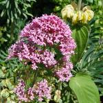 Centranthus ruber 'Rosenrot' - Rode valeriaan - Centranthus ruber 'Rosenrot'
