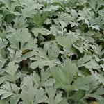 Artemisia stelleriana 'Boughton Silver' - Bijvoet