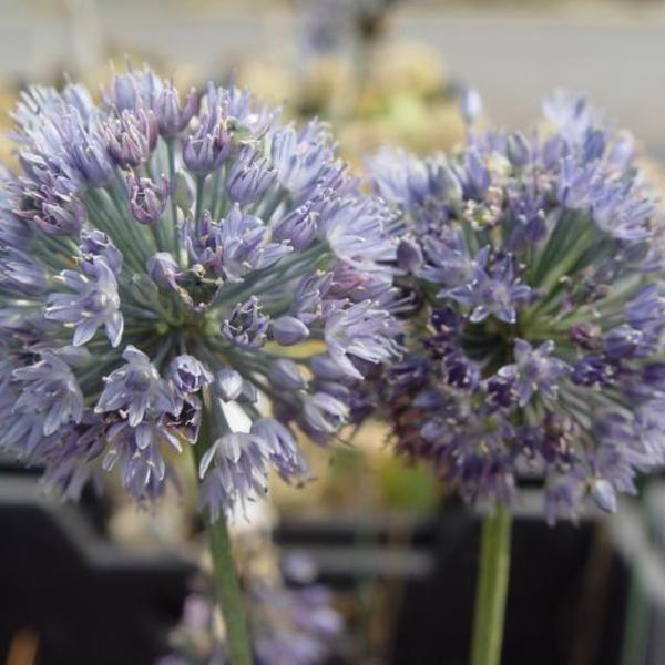 Sierui Allium Wallichii Vaste Planten Planten Online Kopen