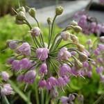 Allium cernuum - Amerikaanse look - Allium cernuum