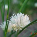 Allium schoenoprasum 'Album' - Bieslook