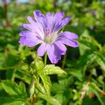 Ooievaarsbek - Geranium nodosum 'Marijke'