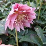 Helleborus orientalis 'DOUBLE ELLEN Pink' - Nieskruid - Helleborus orientalis 'DOUBLE ELLEN Pink'