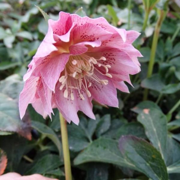 Nieskruid - Helleborus orientalis 'DOUBLE ELLEN Pink'