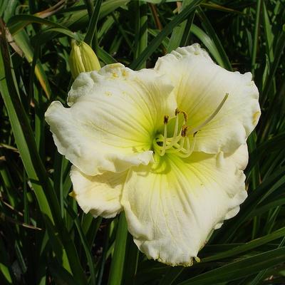 Daglelie - Hemerocallis 'Cool It'