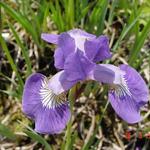 Iris sibirica 'Jelle' - Siberische lis - Iris sibirica 'Jelle'