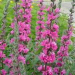 Lythrum salicaria 'Pink Blush' - Kattenstaart