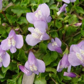 Mazus miquelii