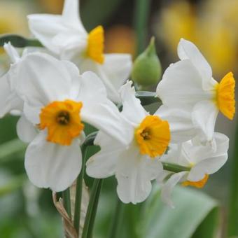 Narcissus poetaz 'Geranium'