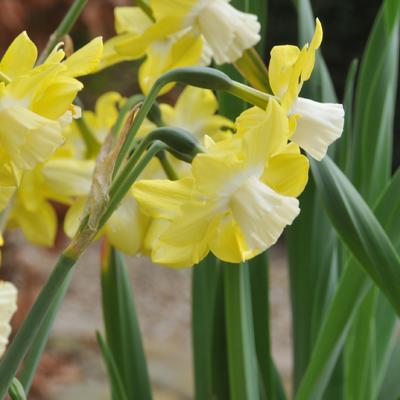 Narcis - Narcissus 'Pipit'