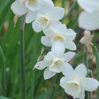 Narcissus jonquilla 'Pueblo'