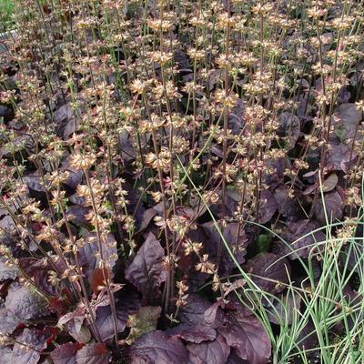 Kankerkruid - Salvia lyrata 'Purple Knockout'