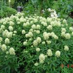 Trifolium pannonicum 'White Tiara' - Hongaarse klaver
