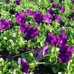 Viola cornuta 'Martin' - Hoornviooltje