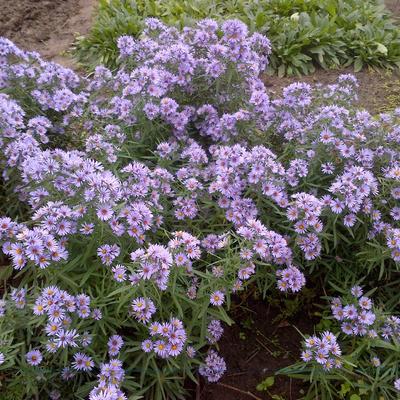 Herfstaster - Aster x amethystinus  'Freiburg'