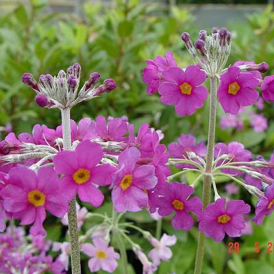 Sleutelbloem - Primula beesiana