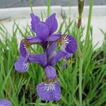 Siberische lis - Iris sibirica 'Caesar's Brother'