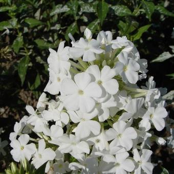 Phlox amplifolia 'Weisse Wolke'
