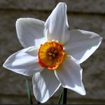 Narcissus 'Actaea' - Narcis