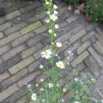 Aster ericoides 'Schneegitter'