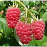 Rubus idaeus ´Schönemann´ - Zomerframboos, Rode framboos