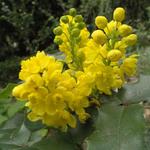 Mahonia aquifolium - Mahoniestruik - Mahonia aquifolium