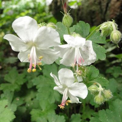 Ooievaarsbek - Geranium x cantabrigiense 'St. Ola'