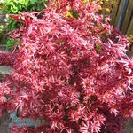 Acer palmatum 'Shaina' - Japanse esdoorn