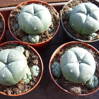 Lophophora williamsii