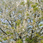 Prunus avium 'Burlat' - Kerselaar, Kersenboom - Prunus avium 'Burlat'