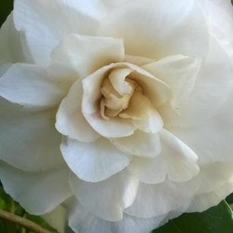 Camellia japonica 'Dahlonega'