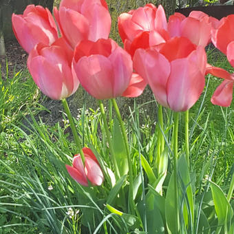 Tulipa 'Mystic van Eijk'