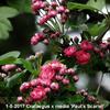 Tweestijlige meidoorn - Crataegus x media 'Paul's Scarlet'