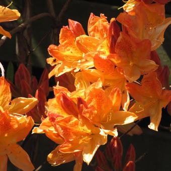 Rhododendron 'Frans van der Bom'