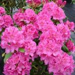 Rhododendron 'Claudine' - Rododenderon