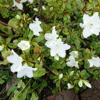 Interactie gunstig Bespreken Japanse azalea - Rhododendron 'Pleasant White'