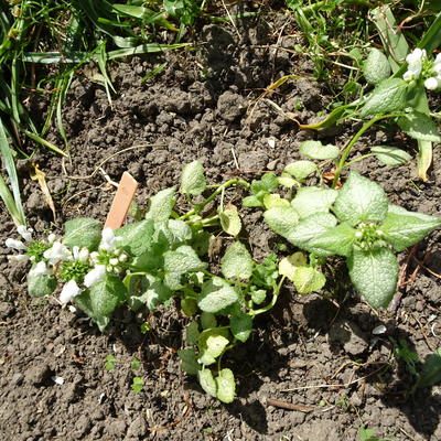 Gevlekte dovenetel - Lamium maculatum  'Album' 