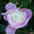 Paeonia lactiflora 'Bowl of Beauty'