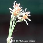 Tulbaghia alliacea - Moeraslook
