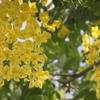 Gouden regen - Laburnum x watereri 'Vossii'