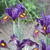 Iris x hollandica 'Eye of the Tiger'