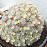 Mammillaria - Tepelcactus