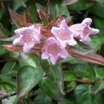 Abelia x grandiflora 'Edward Goucher' - Abelia - Abelia x grandiflora 'Edward Goucher'