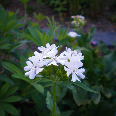 Brandende liefde - Lychnis chalcedonica 'Alba'