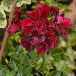 Pelargonium peltatum 'Royal Night' - Geranium