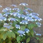 Hydrangea serrata 'Bluebird' - Berghortensia